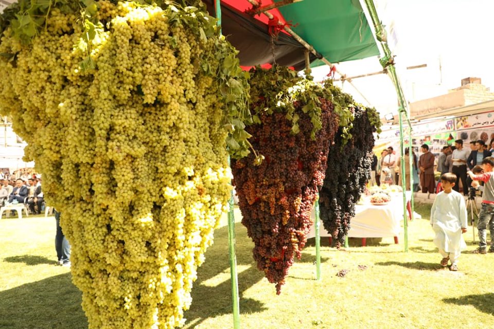 چهارمین جشنواره انگور در هرات!