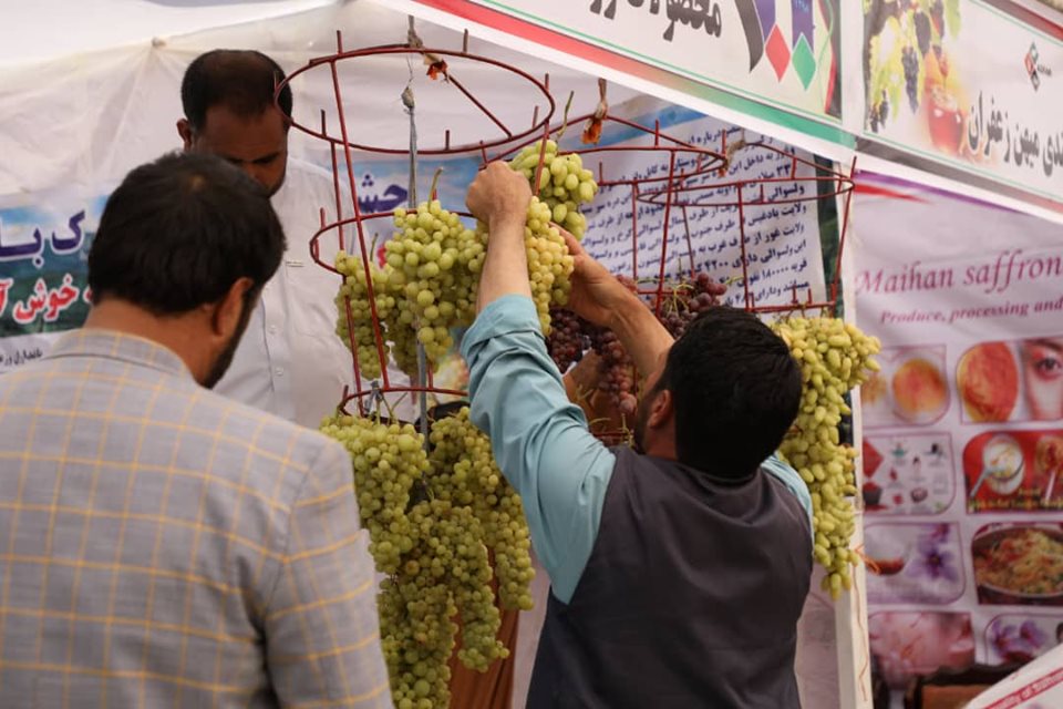 تا لحظات دیگر چهارمین جشنواره انگور، عسل و نمایشگاه محصولات زراعتی در هرات با حضور نصیر احمد درانی، وزیر زراعت، آبیاری و مالداری و بعضی از مقامات ارشد حکومتی رسما آغاز خواهد شد.