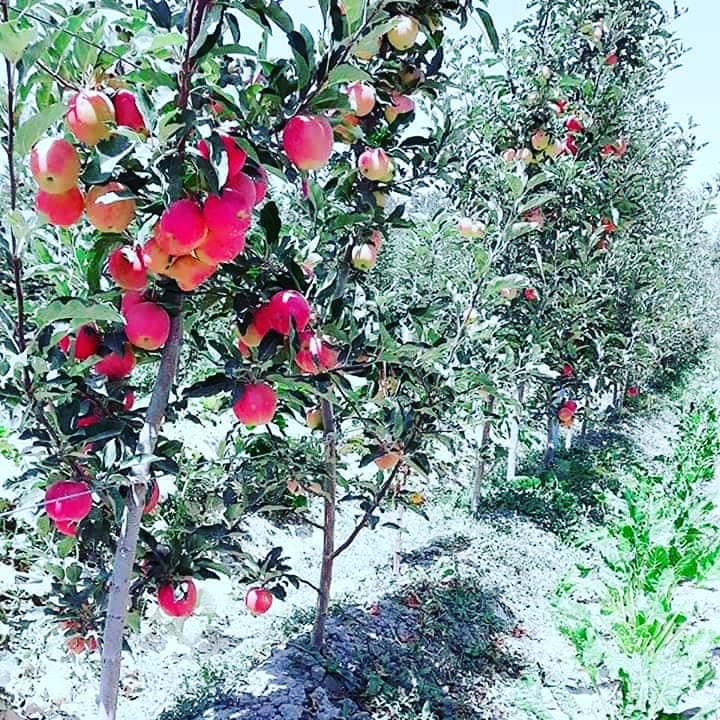 باغ‌های متراکم سیب در ولایت لوگر که با همکاری برنامه باغداری و مالداری وزارت زراعت احداث شده است.