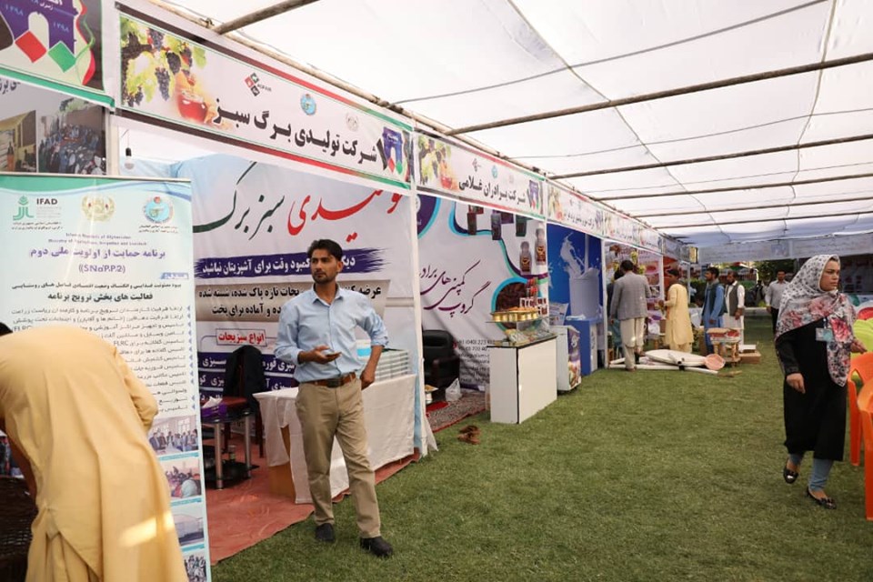 تا لحظات دیگر چهارمین جشنواره انگور، عسل و نمایشگاه محصولات زراعتی در هرات با حضور نصیر احمد درانی، وزیر زراعت، آبیاری و مالداری و بعضی از مقامات ارشد حکومتی رسما آغاز خواهد شد.