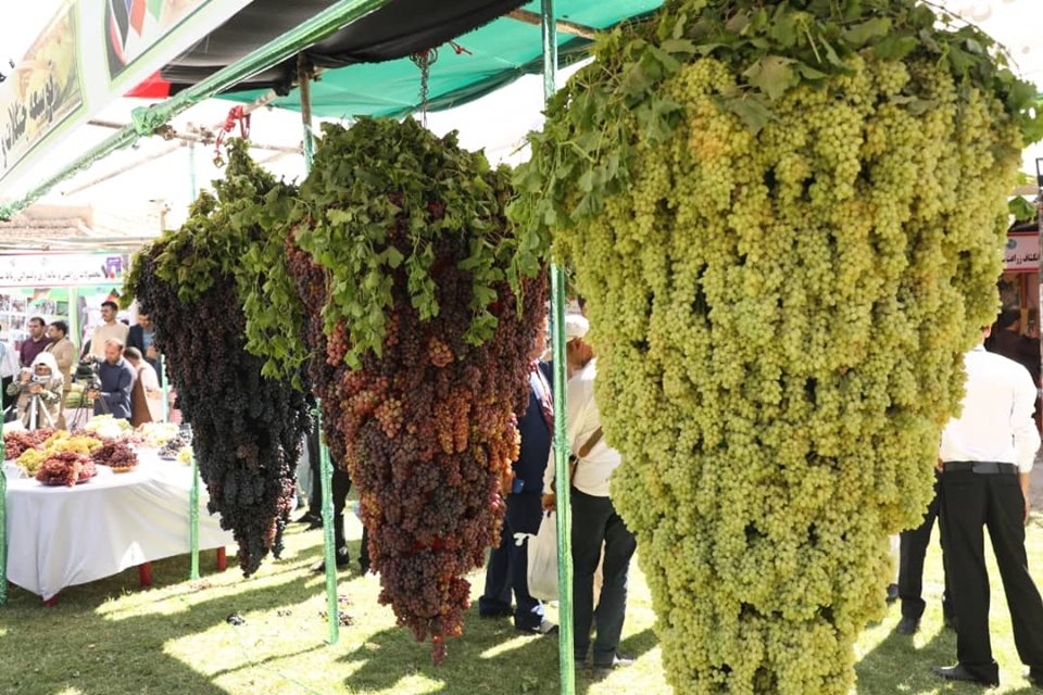 چهارمین جشنواره انگور در هرات!