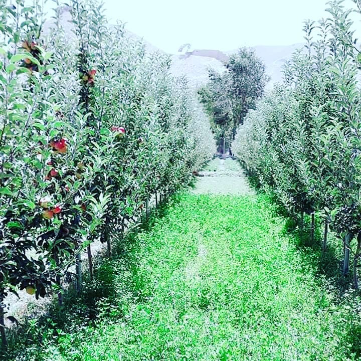 باغ‌های متراکم سیب در ولایت لوگر که با همکاری برنامه باغداری و مالداری وزارت زراعت احداث شده است.