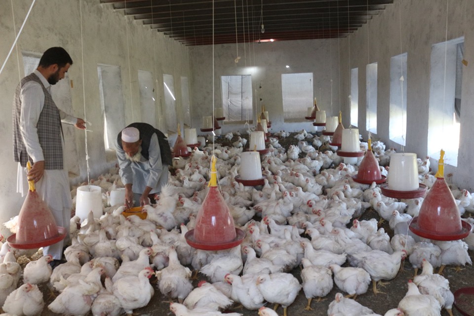 درآمد هنگفت یک فارم‌دار از فروش مرغ‌های گوشتی در بلخ