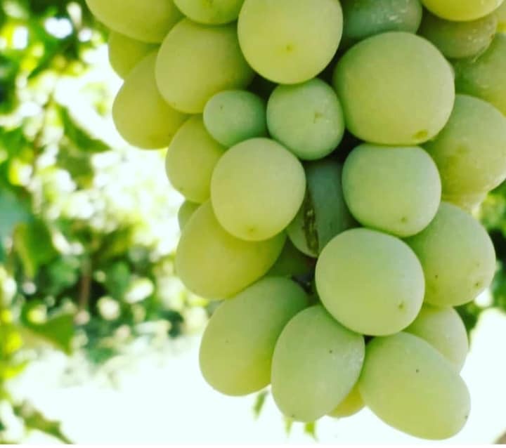 حاصلات انگور امسال، به‌طور اوسط از ۲۰ الی ۳۰ درصد افزایش داشته است.