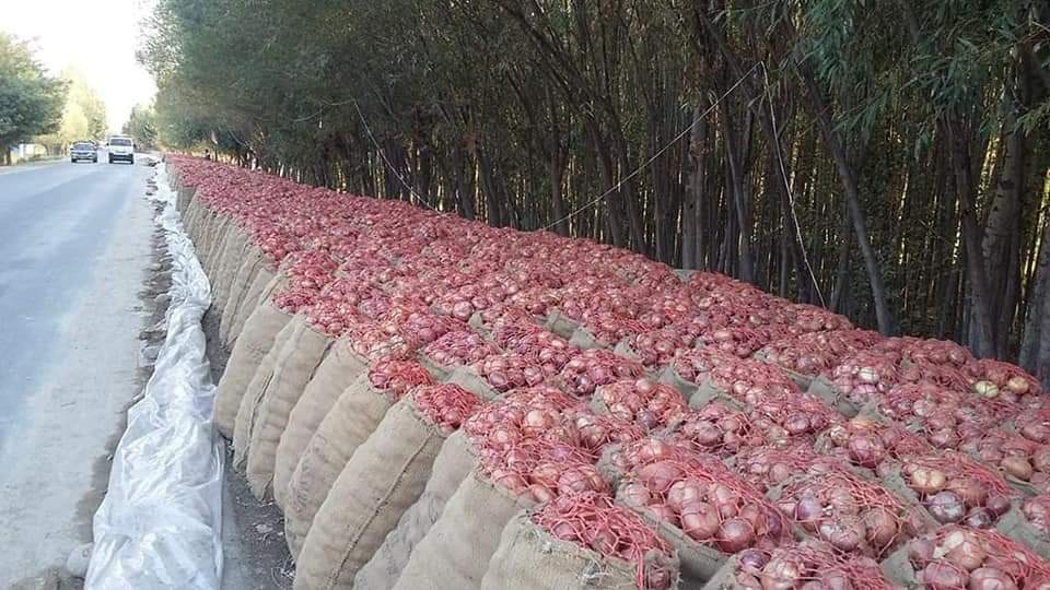 Takhar Onion Production Reaches to Over 60,000 Tons