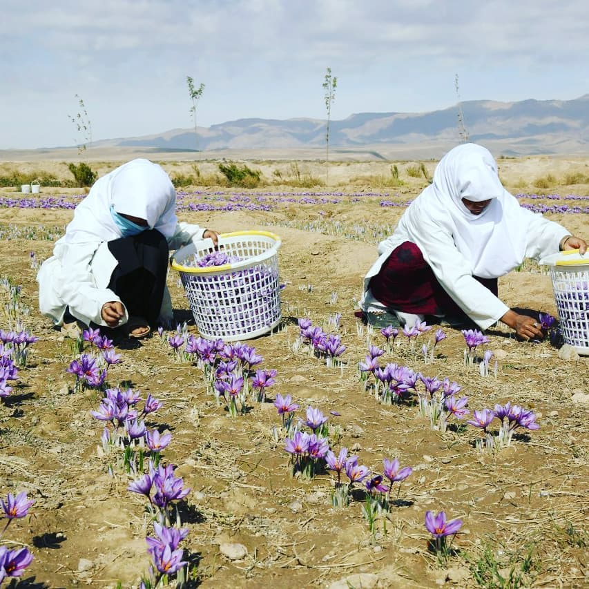 فصل جمع‌آوری گُل زعفران در هرات!