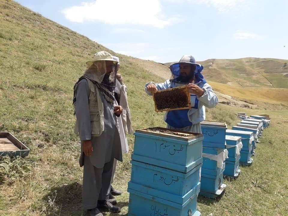  تولید عسل در تخار ۳۰ درصد افزایش یافته است