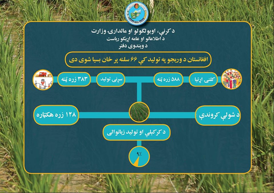 افغانستان د وریجو په تولید کې ۶۶ سلنه پر ځان بسیا شوی دی!