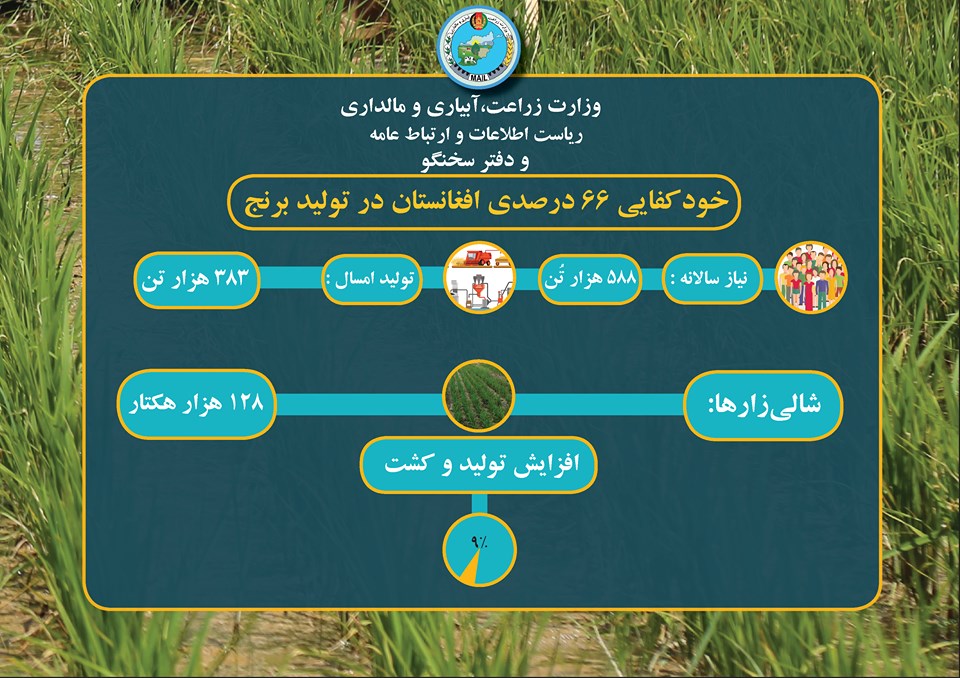 خودکفایی ۶۶ درصدی افغانستان در تولید برنج!