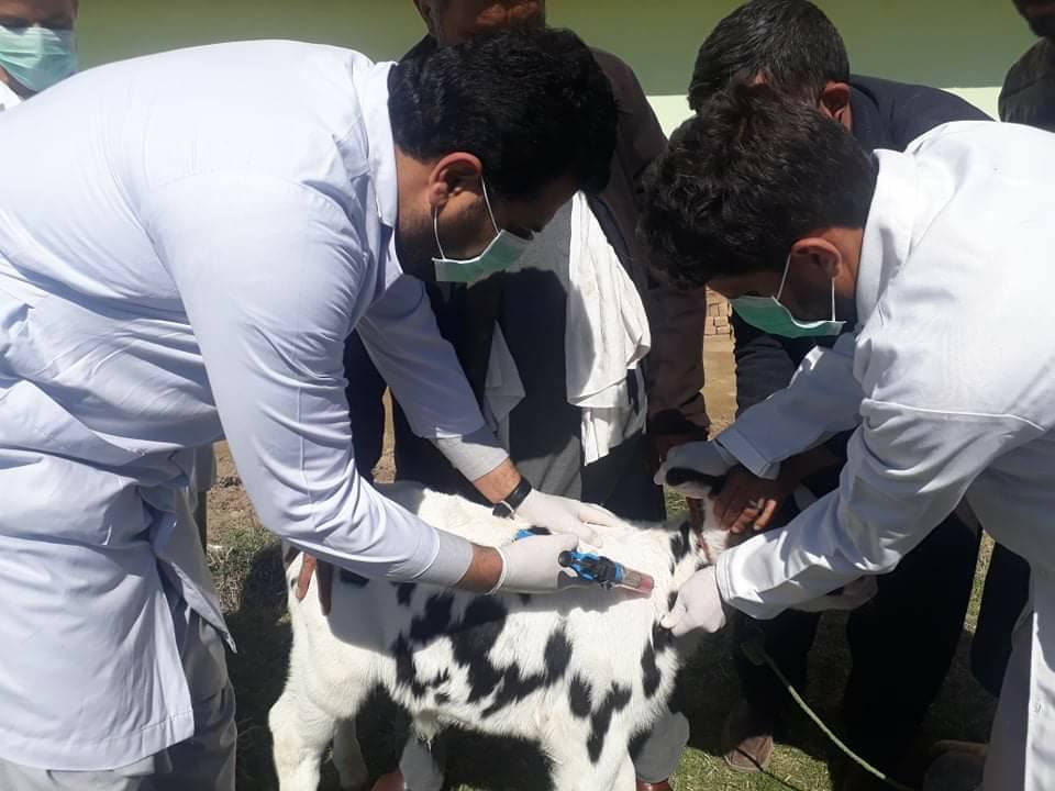  برنامه واکسیناسیون ضد بیماری حیوانی «طبق» در کابل شروع شد