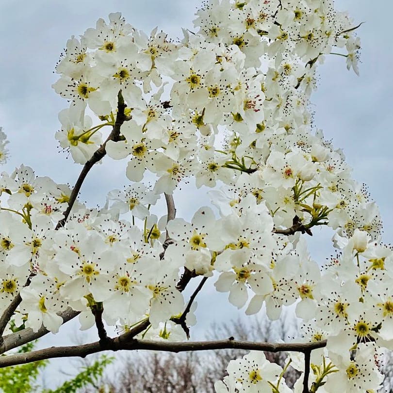 طبیعت سمنگان و گل‌های بهاری برای حاصلات بیشتر لبخند می‌زند