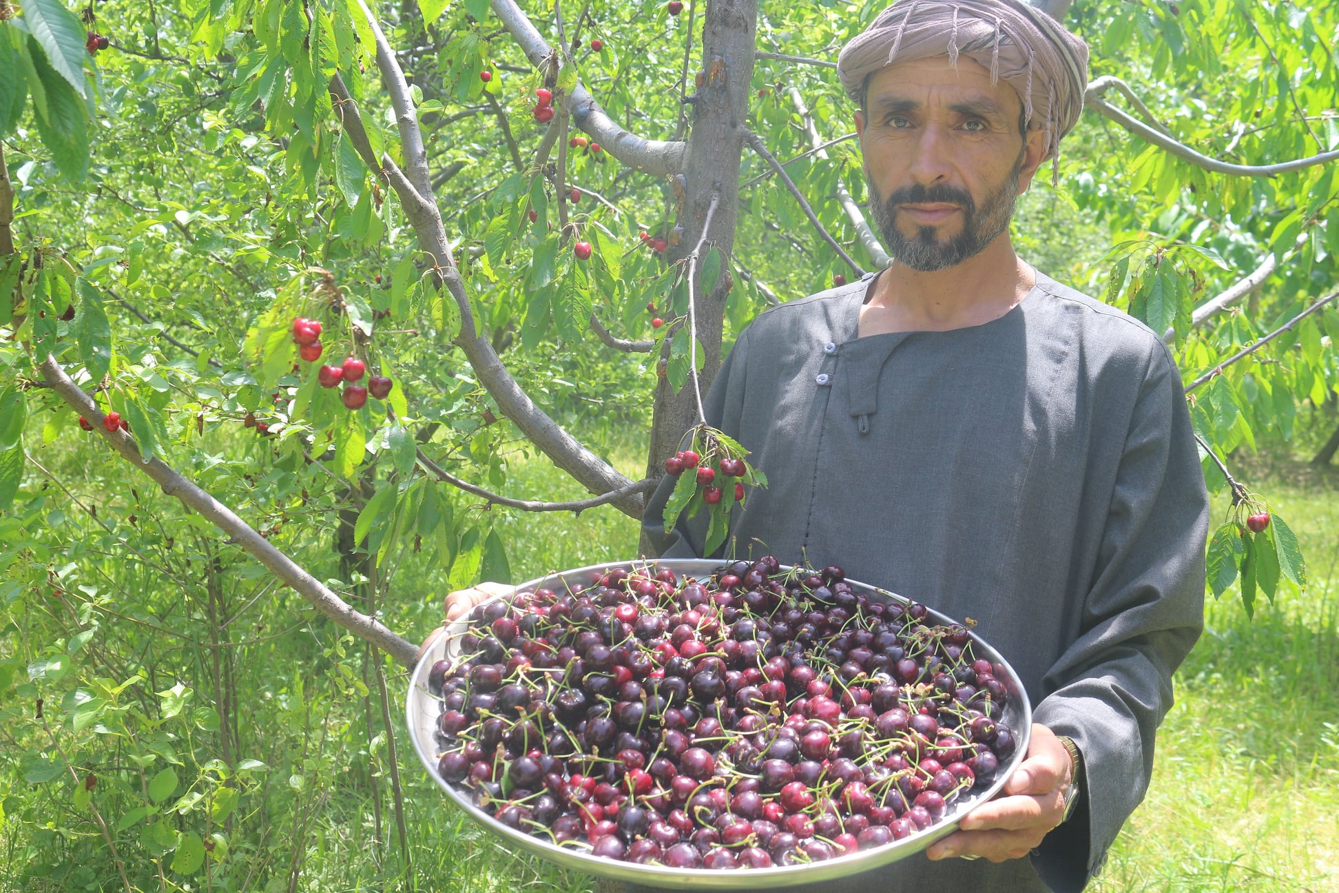 درآمد ۲۰۰ هزار افغانیگی یک باغدار از یک جریب باغ گیلاس