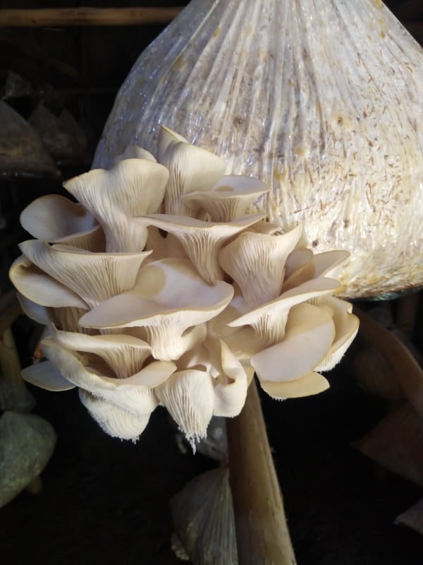 Mushroom Cultivation Project Launched in Kabul for 100 Women