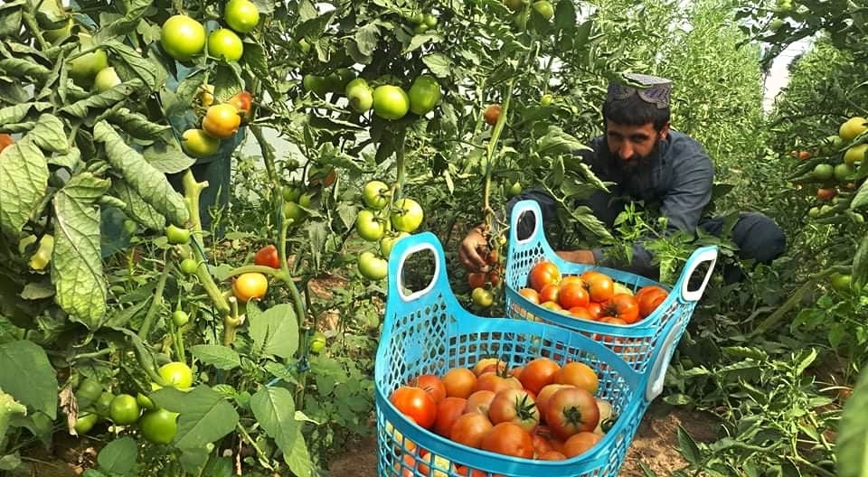 یک پروژه‌ی وزارت زراعت برای دهقانان در بالامرغاب بادغیس ۱۰۴ گل‌خانه ساخته است