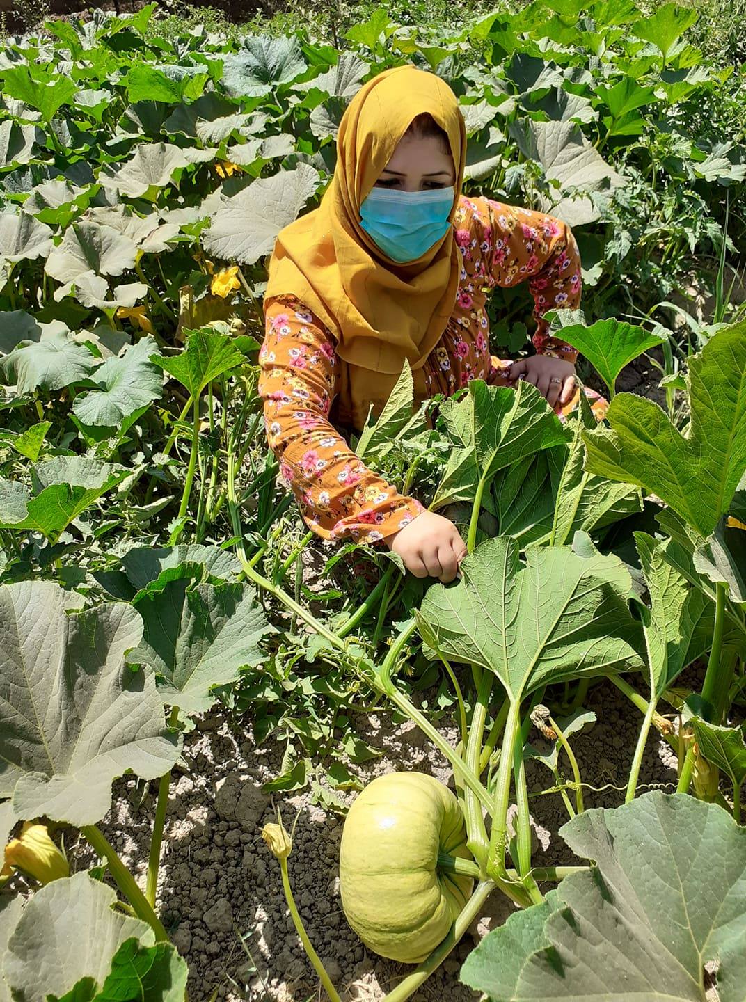وزارت زراعت برای حدود دو هزار زن در فاریاب فرصت کاری ایجاد کرده است