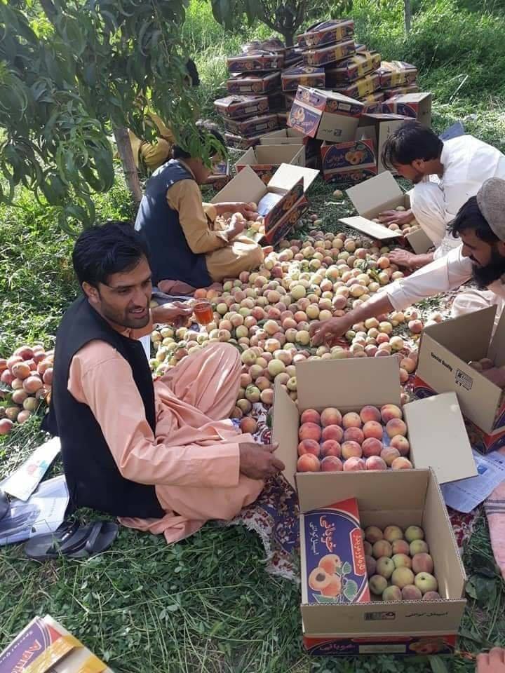 د لوګر د زردالو د حاصلاتو کچه لوړه شوې