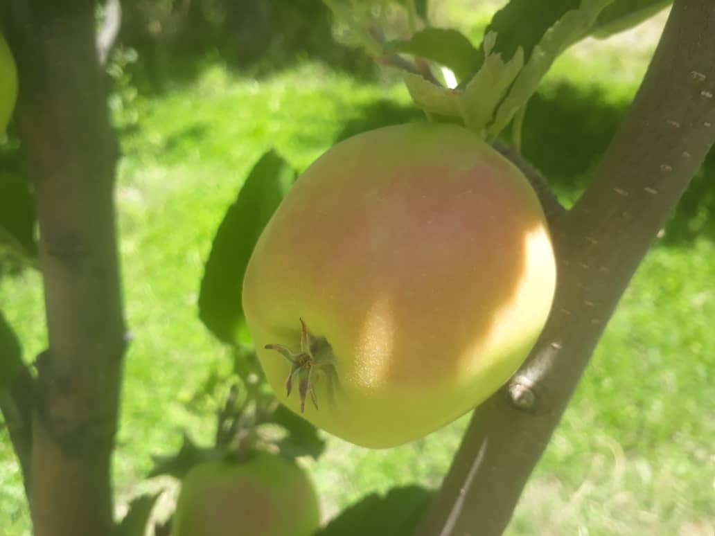 سیب لب‌سرین عروس-  پنجشیر