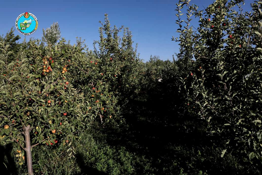 سیب ولسوالی حصه‌ی دوم کوهستان- کاپیسا