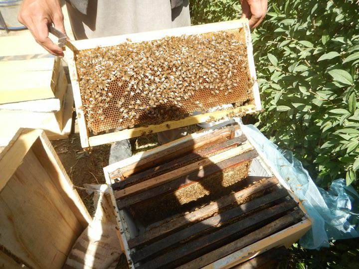 شش ماه فعالیت و ۴۲۰ تن تولید؛ بیش از ۵۰۰ فارم در ننگرهار عسل تولید می‌کنند