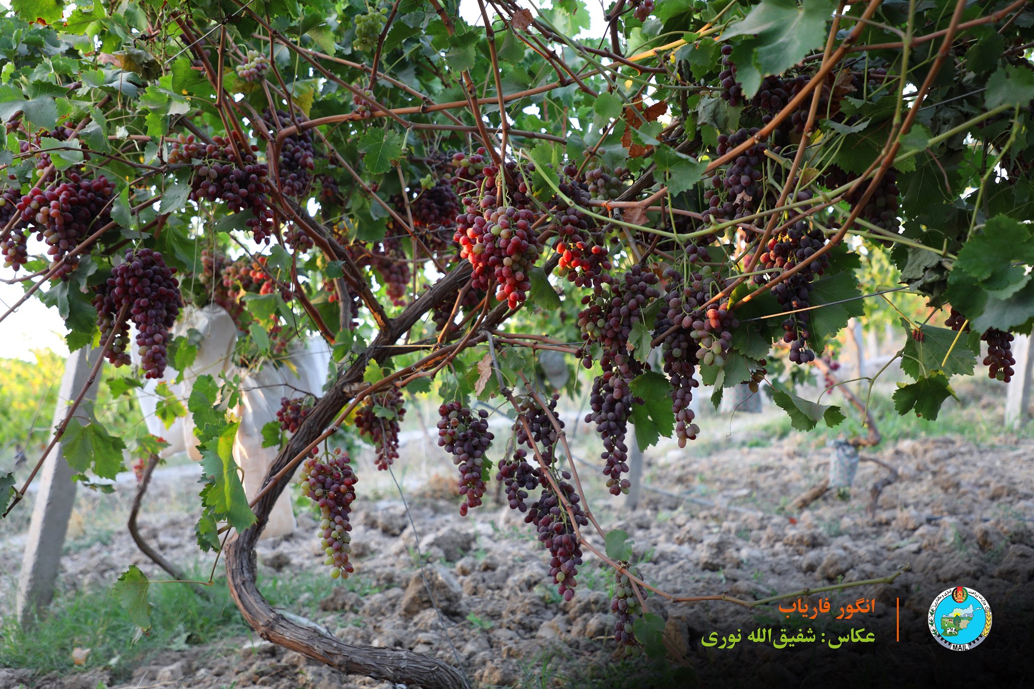 انگور فاریاب نزدیک به ده درصد افزایش یافته است. 