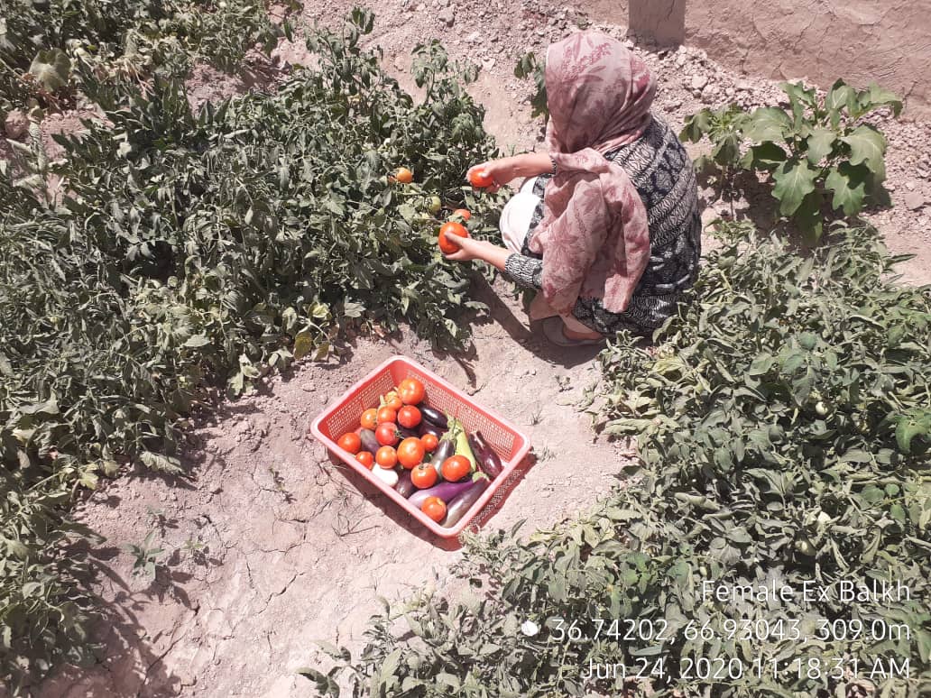 بیش از سه هزار خانم در بلخ مصروف زراعت‌اند