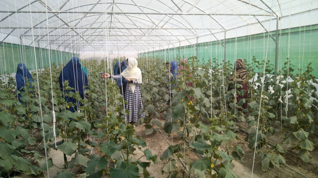 200 Women in Samangan were trained in Greenhouses Management Skills