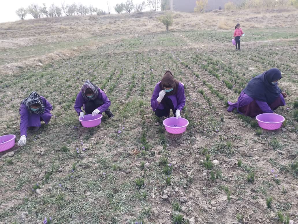 ساخت ۹۰۳ مزرعه‌ی نمایشی زعفران در سراسر کشور طی سال جاری