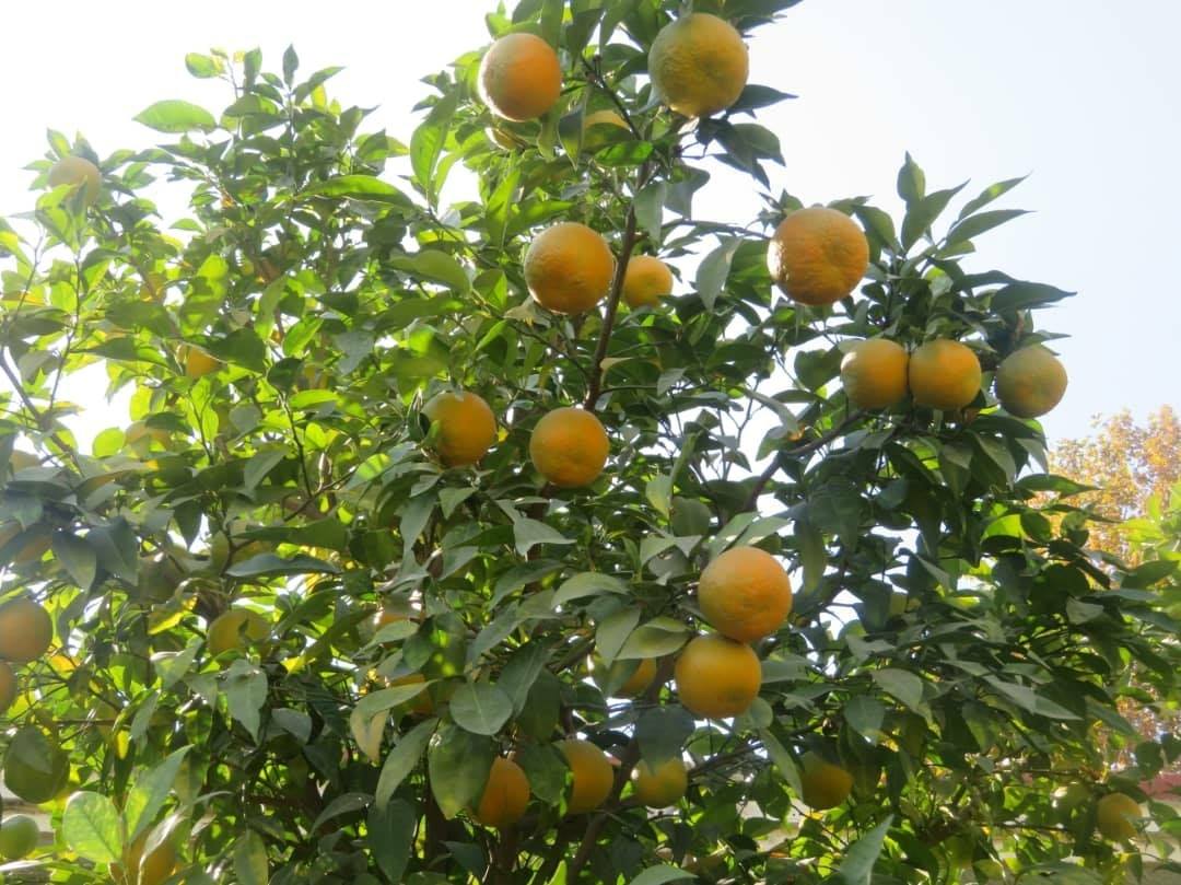 فصل برداشت حاصلات نارنج در ننگرهار- عکاس: شجاع نوری