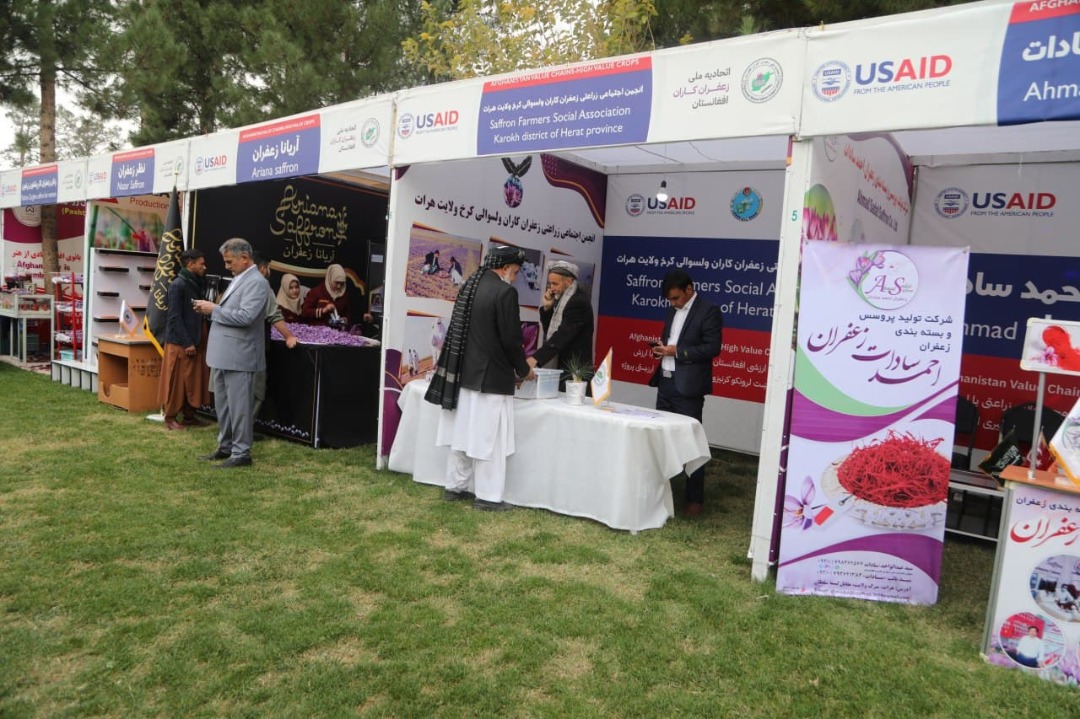 آمادگی‌ها برای آغاز ششمین جشنواره ملی گل زعفران در هرات!