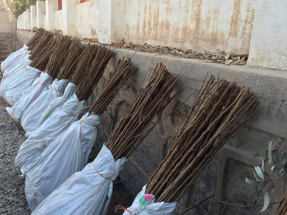 46,000 Saplings are ready to be Distributed in Panjshir