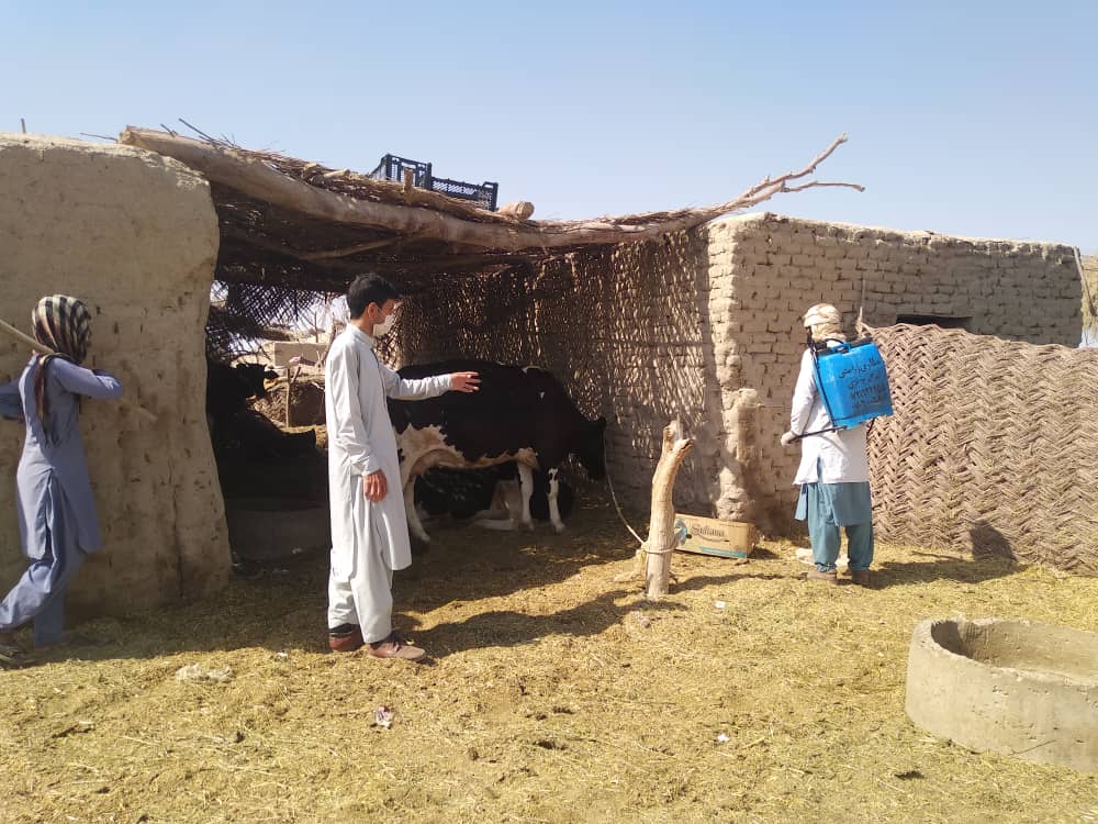 Animal Diseases were prevented in Nimroz This Year