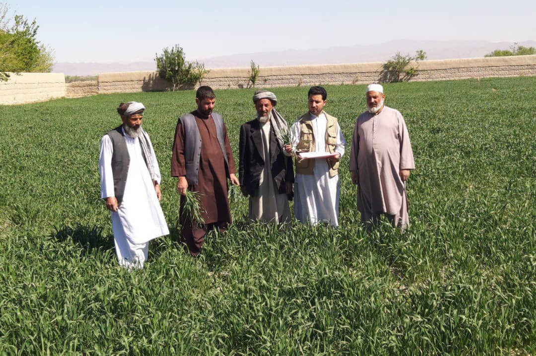 ریاست زراعت هرات از کشت‌زارهای گندم اصلاح‌شده تفتیش می‌کند
