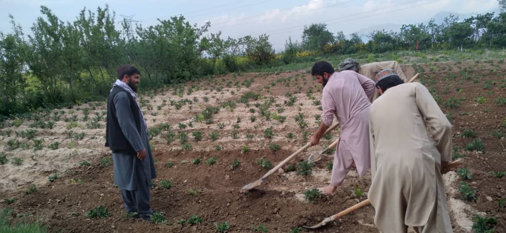 آموزش سبزی کاران ولسوالی شکر دره ولایت کابل 