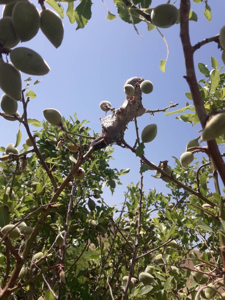 آموزش دهی دهقانان و باغداران دایکندی در مورد کنترول مرض شپشک بادام و گندم