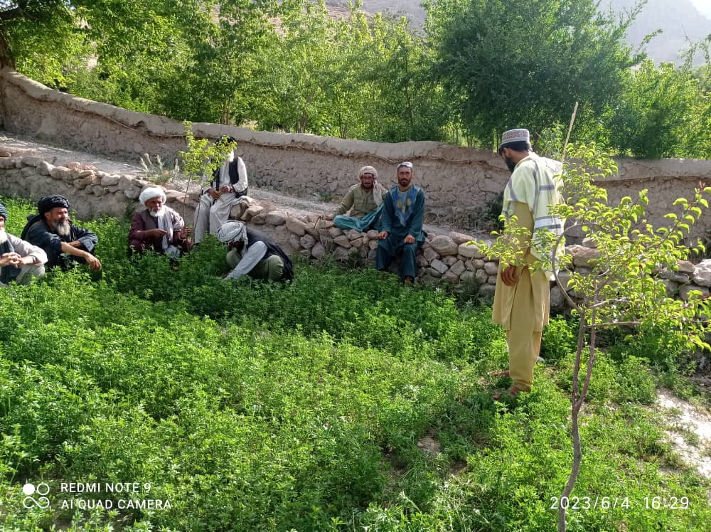 ۳۸ دهقان در ولسوالی کجران ولایت دایکندی در مورد آفات و امراض نباتی آموزش دیدند