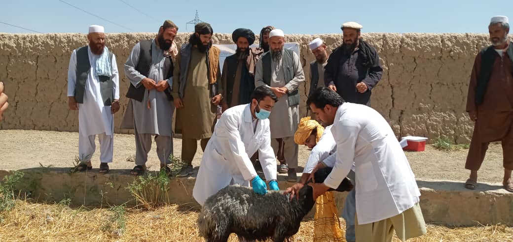 آغاز  کمپاین واکسیناسیون بیماری طاعون نشخوار کننده گان کوچک  در لوگر