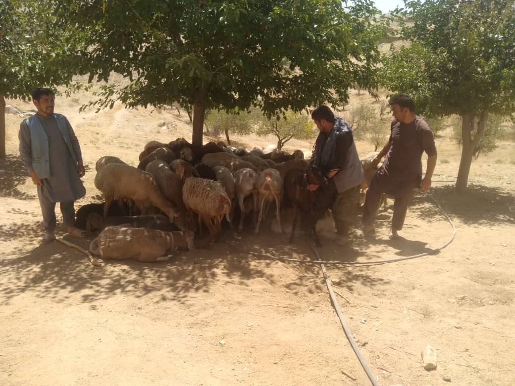 نظارت از توزیع گوسفند و وسایل مالداری در ولسوالی شهرستان دایکندی نظارت 