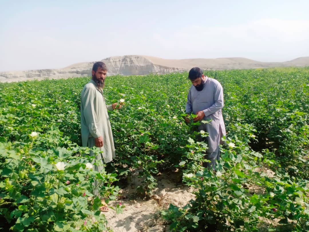 ننګرهار کې یوشمېر بڼوال او بزګران وروزل شول