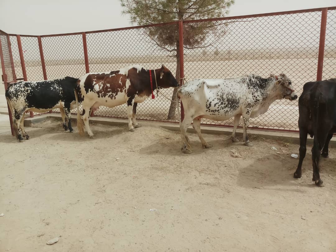 به ۲۹ خانواده در ولسوالی علی آباد  کندز گاو شیری توزیع گردید