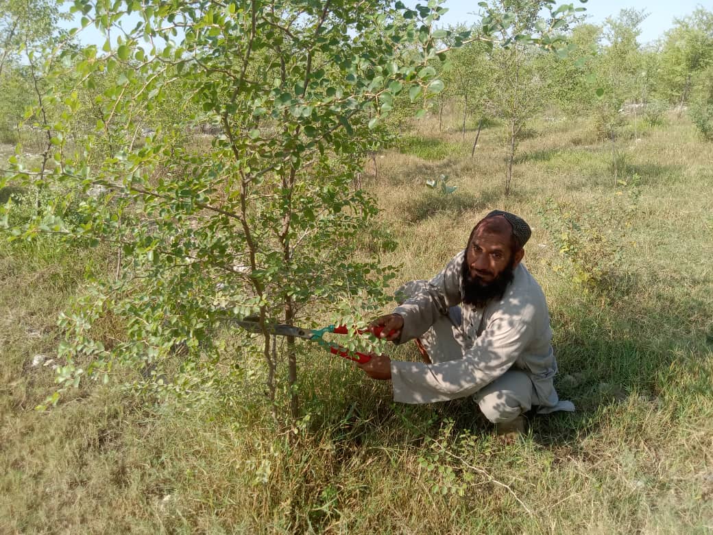 د بېرې ونو د ترویج په پار هڅې؛ کانال شرکت کې د بېرې ۲۲ زره ونې کرل شوي دي