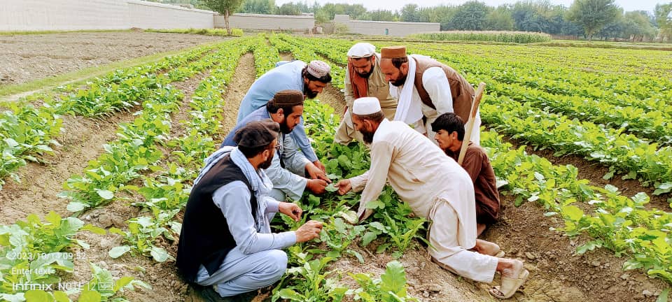 ننګرهار کې یوشمېر بزګران او بڼوال وروزل شول