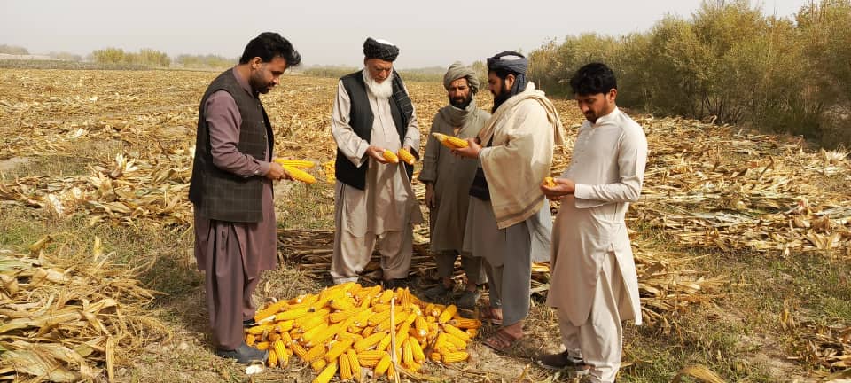 د هلمند دکرنې ریاست: نهرسراج ولسوالی کې د ډاکار مؤسسې له فعالیتونو څارنه وشوه