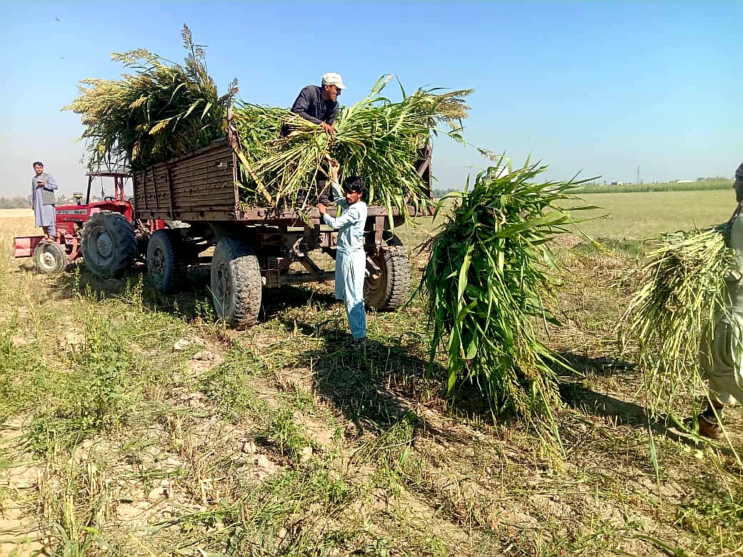 د کانال رياست د مالدارۍ فارم د شيدې تولیدات ډېر شوي