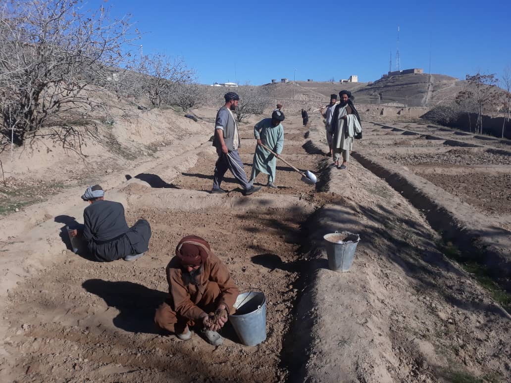 کشت بیش از هزار بته نهال هنگ در فارم شگوفان ولایت بادغیس