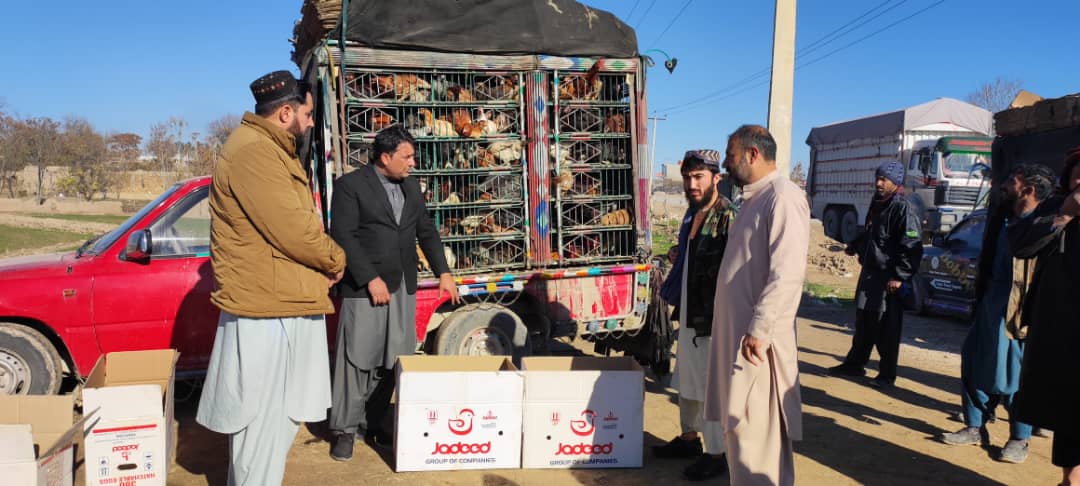 توزیع مرغ تخمی برای ۵۵۸ فامیل در ولایت سرپل