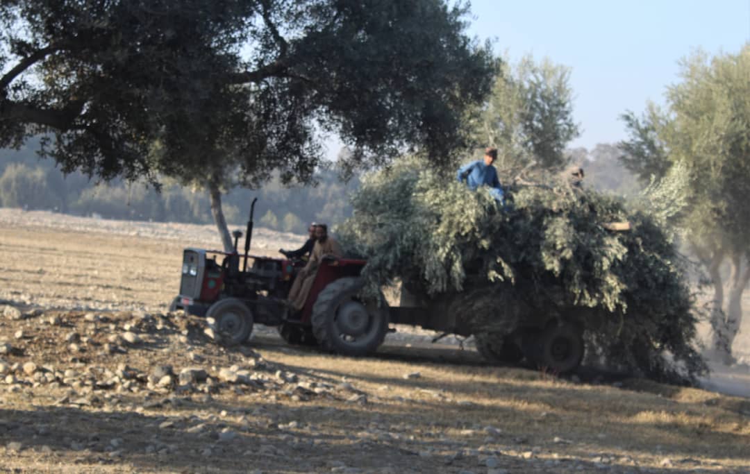 ننګرهار کانال شرکت کې د زیتونو حاصلاتو زیاتوالي په پار هڅې