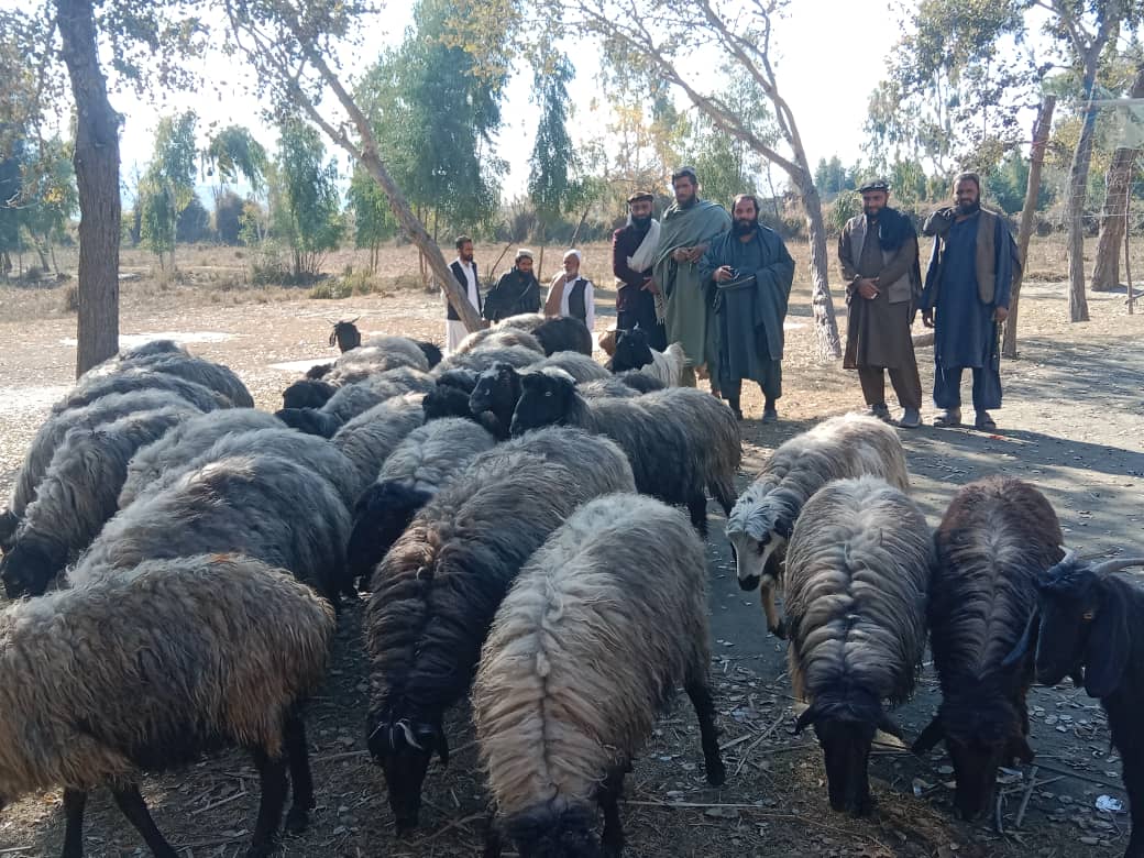 ننګرهار کې ۹۴ څاروي د زکات مسولینو له لورې راټول شوي