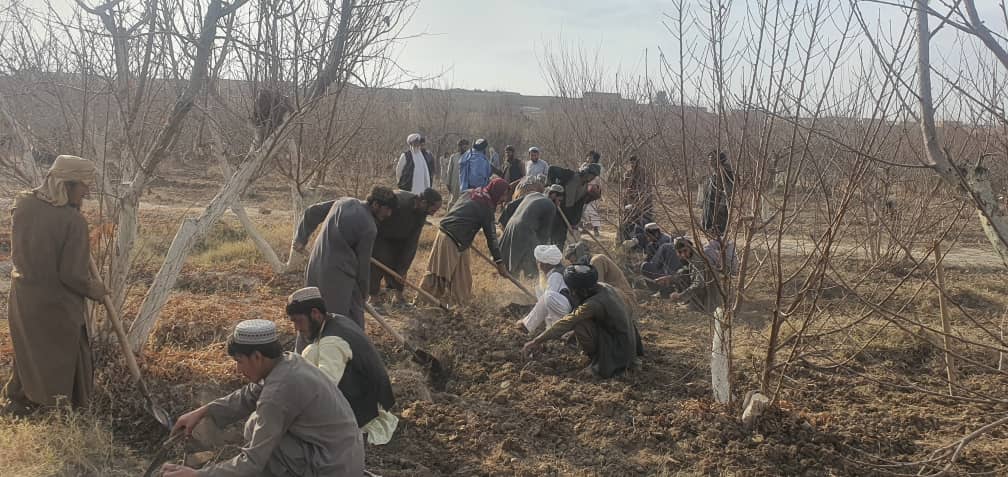 د هلمند دکرنې رییس د مورنیو مېوه لرونکو بڼونو د رغولو چارو څخه څارنه وکړه