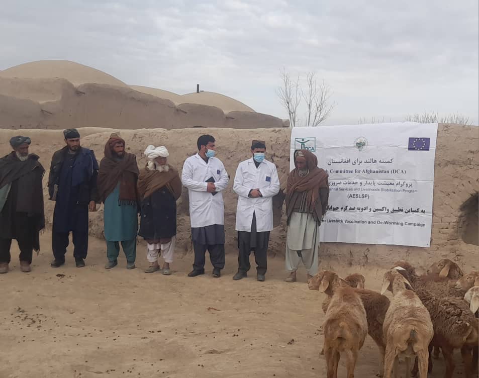 افتتاح کمپاین تطبیق واکسین بیماری انترتوکسیمیا در ولایت بادغیس