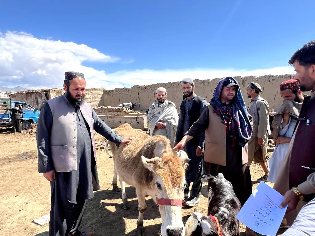 توزیع ۱۵ فرد گاو شیری در ولسوالی قره باغ ولایت کابل
